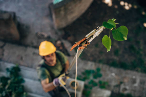 Residential Tree Removal in Hazen, ND